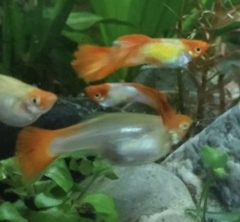Guppys Panda e Koi platinum puros