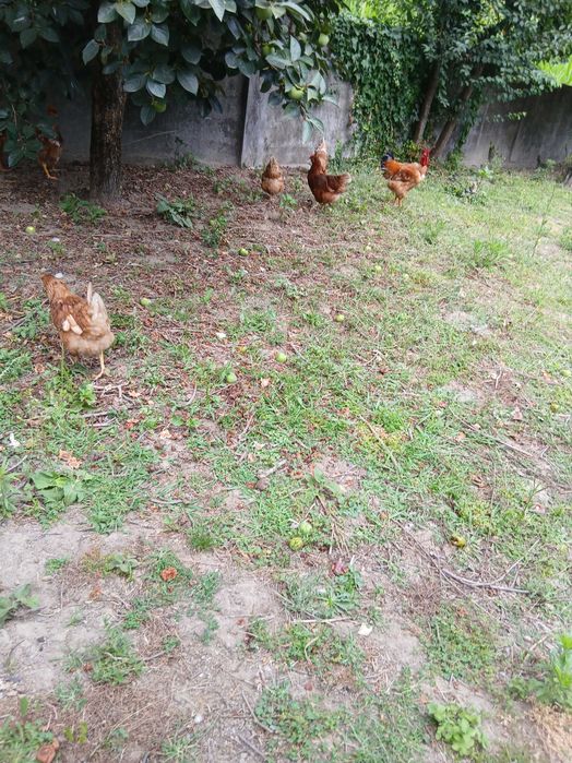Galinhas poedeiras