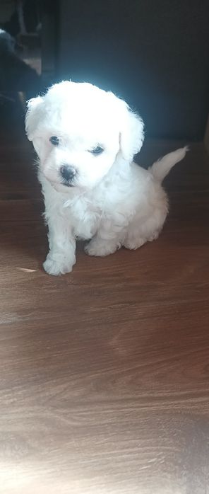 Suczka bichon frise FCI