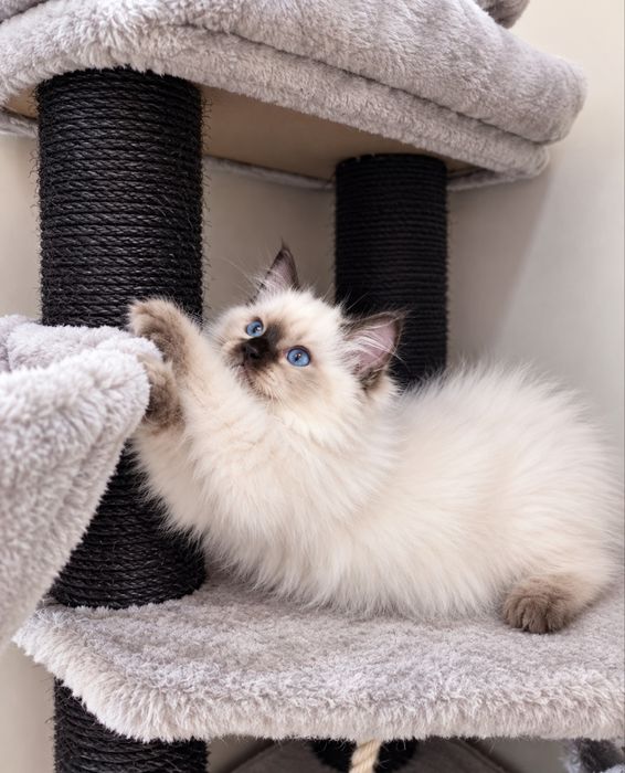 Ragdoll kotki i kocurki do rezerwacji FPL