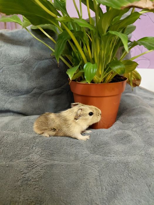 Продаю Морские свинки