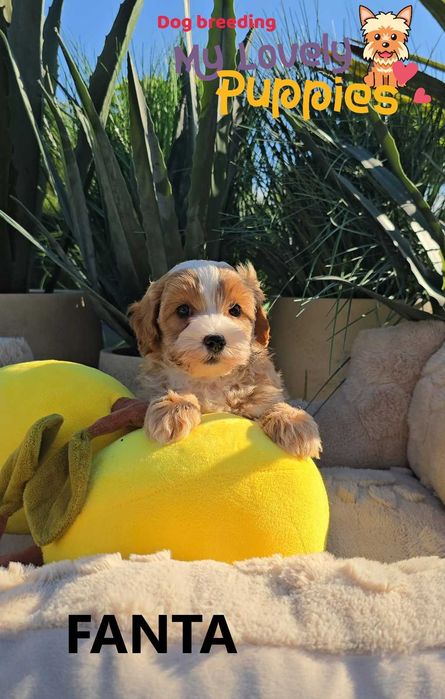 Cavapoo dziewczyna FANTA