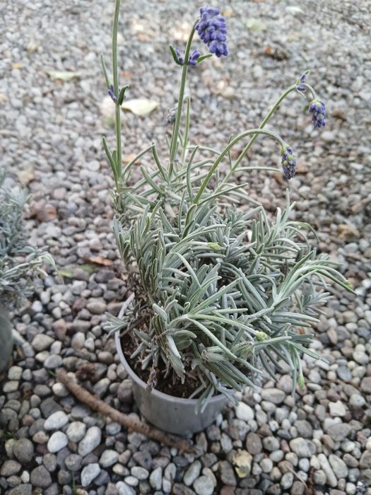 Lawenda cleo patio