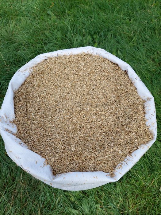 Trawa ogrodowa życica wielokwiatowa rajgras włoski WYSYŁKA paczkomat