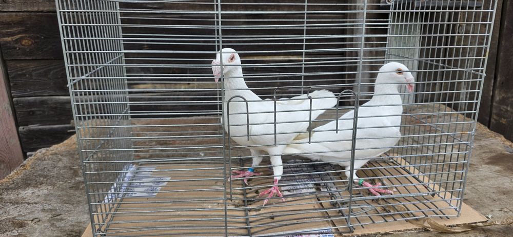 Gołębie rzeszowskie