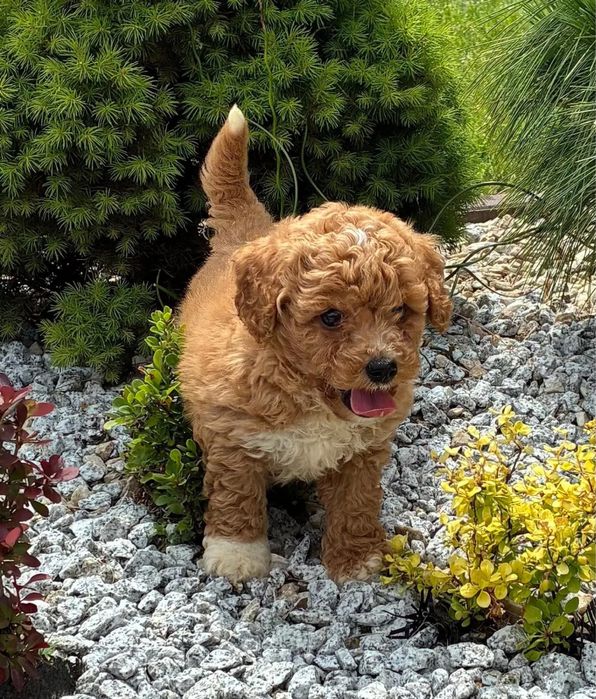 Є доставка закордон! Мальтипу міні, зроблено усі щеплення