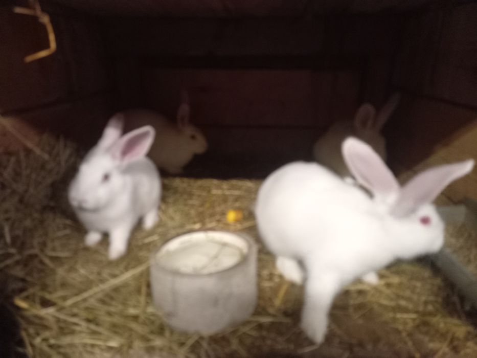 Samiczki termondzkie