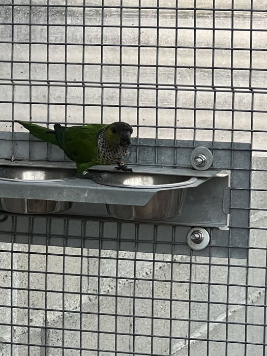 Phyrrura rupicola femea 2021