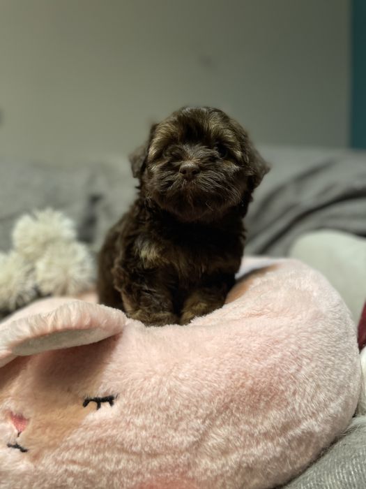 Aria- słodka dziewczynka