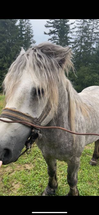 Продаю коней, жеребець і кобила