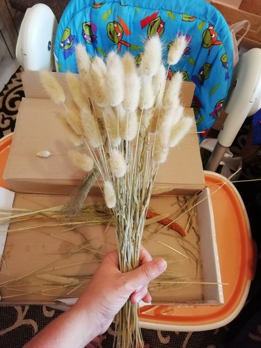 Лангурус сухоцвіт