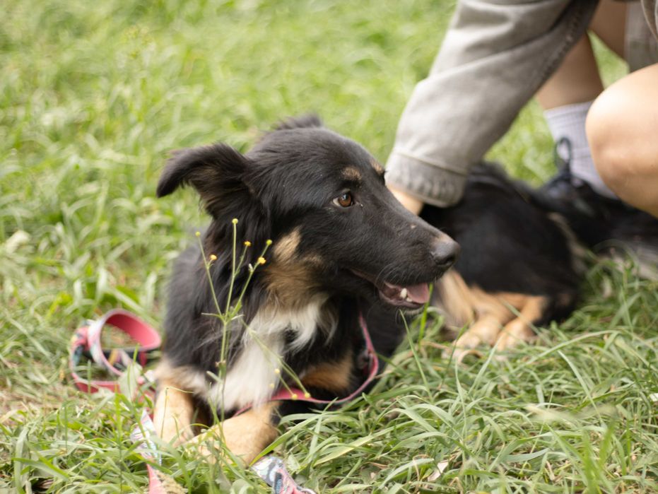 Piesek do adopcji MISIEK