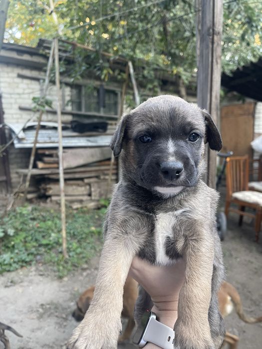 Віддам цуценят в добрі руки