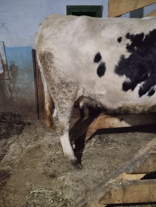 Продається високо тільна телиця