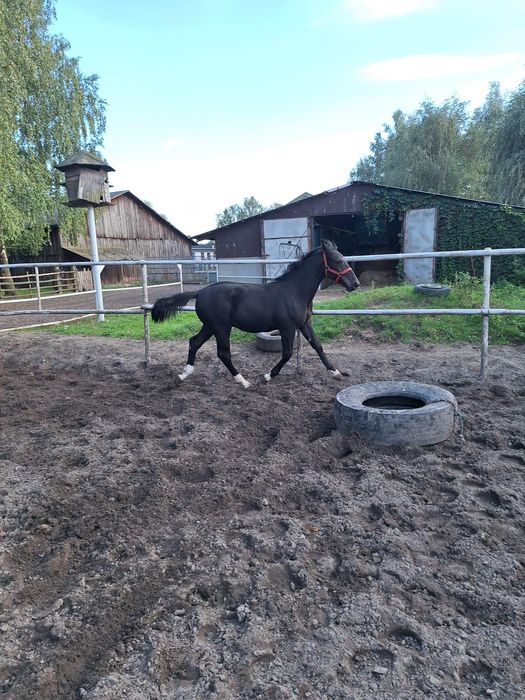 Sprzedam ogiera śląskiego