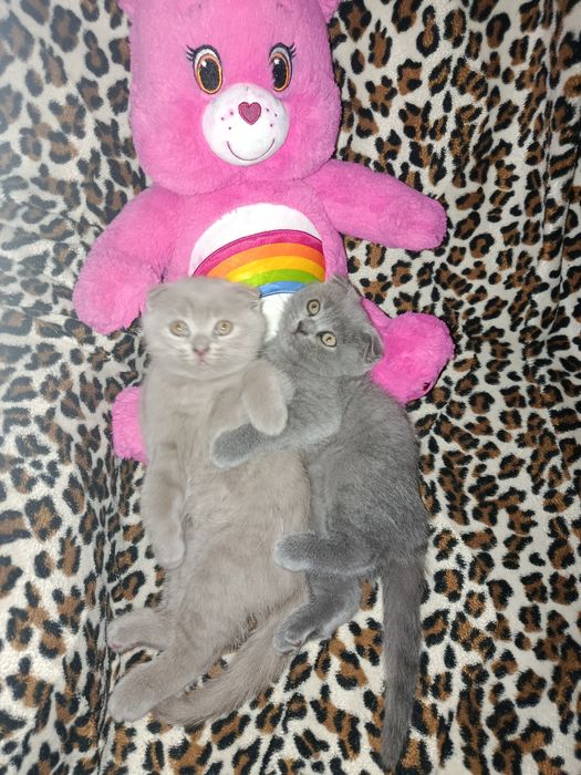 Продам шотландских вислоухих котят