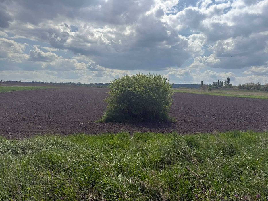 Ділянка 43,6 сотих, під забудову, с Чишки, ПІД РЯД КОТЕДЖІВ Відмінна!!