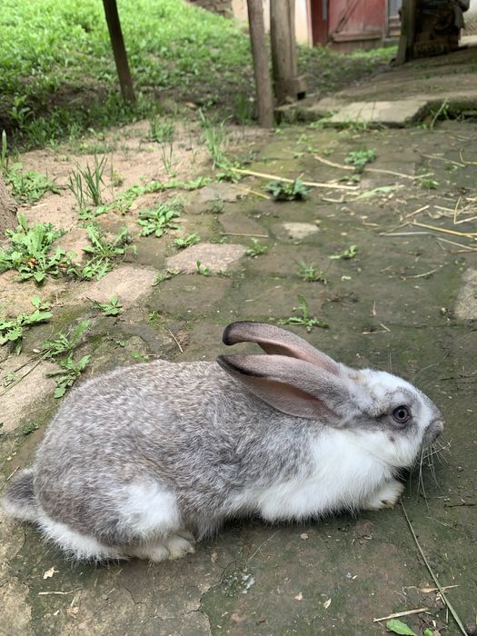 Молодняк кроликів різних порід від 1,5,2,5,3 місяців є самочки,і самці