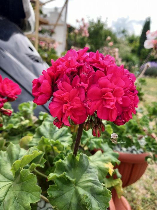 пеларгонії сортові