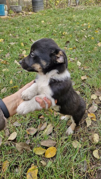 Віддам цуциків у добрі руки