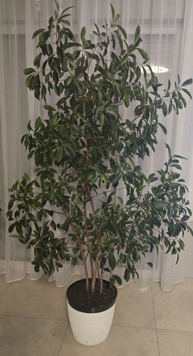 Figowiec ,kwiaty różne