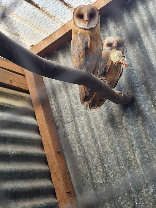 Aves disponíveis 2026