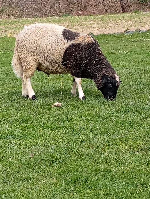 Sprzedam baranka dorper