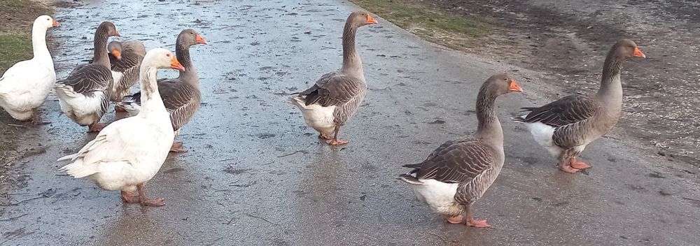 Sprzedam gęsi i kaczki