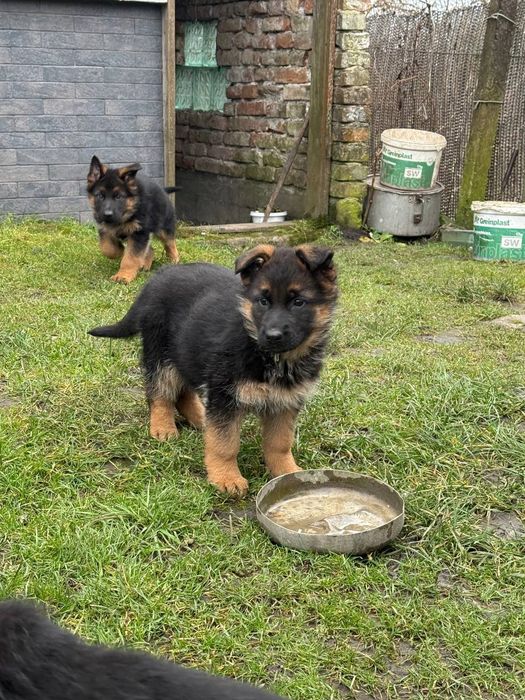 Цуценята німецької вівчарки