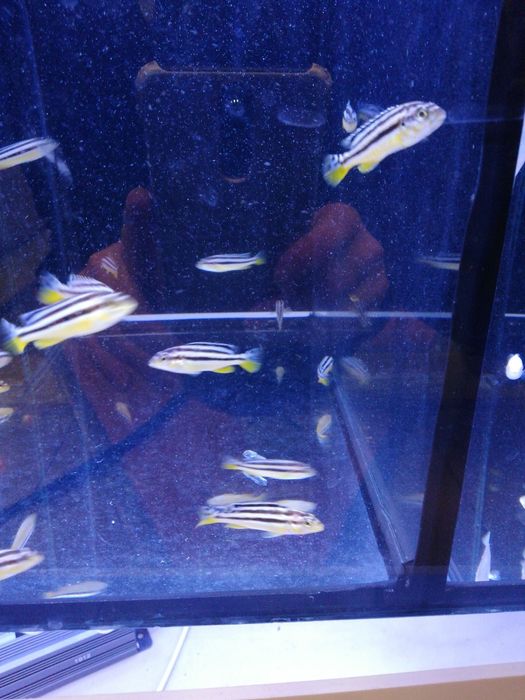 Pyszczaki /sklep SKALAR