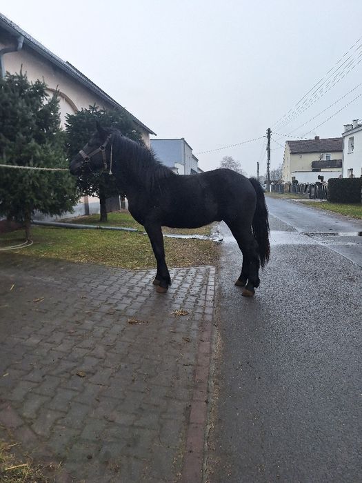 Ogier dwuletni kary