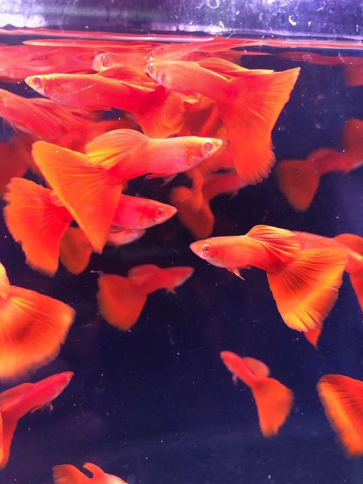 Gupik Full Red Albino