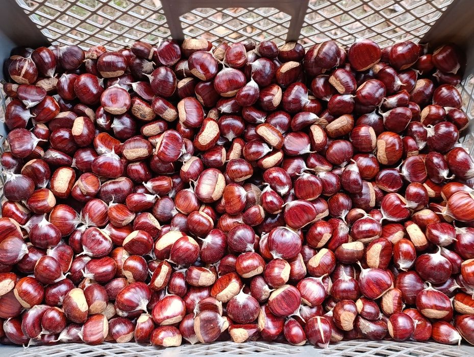 Castanhas  2.5/k