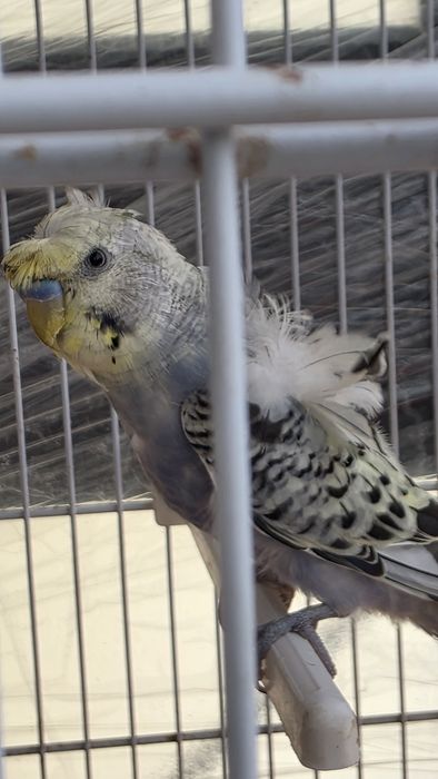 3 periquitos lindos mais aves diversas