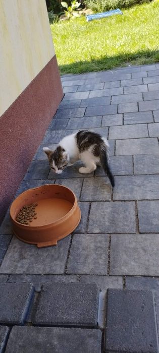 Oddam kotke w dobre ręce
