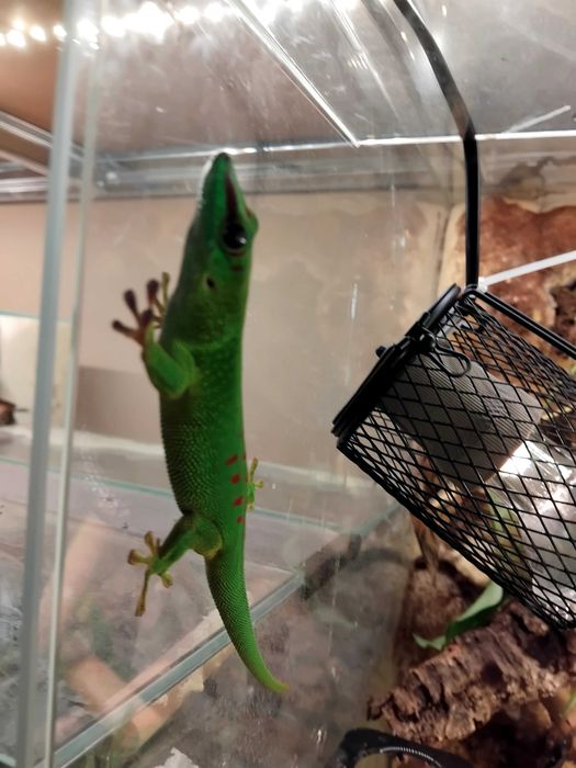 Samica gekona dziennego z terrarium