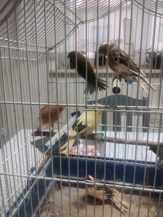 Sprzedam kanarki samice