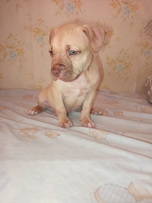 Американский питбуль ищет дом