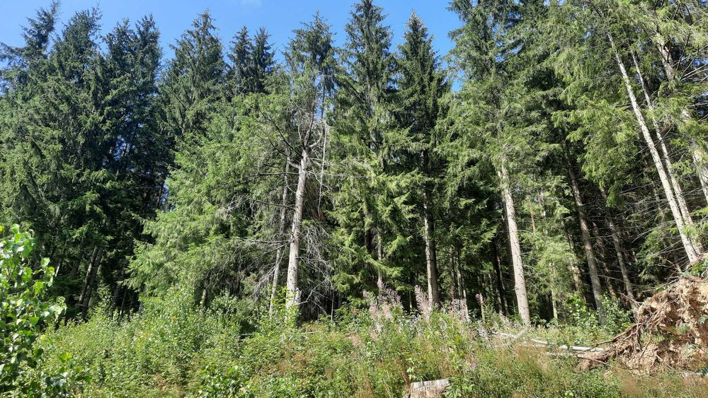 Дві ділянки 31 сотка, та пів хати. Ліс, річка. Світ, криниця, асфальт