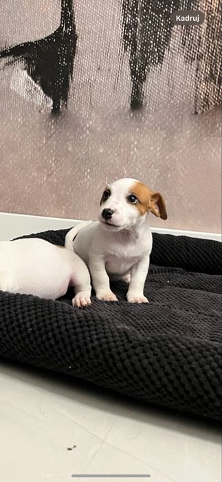 Jack russell terrier