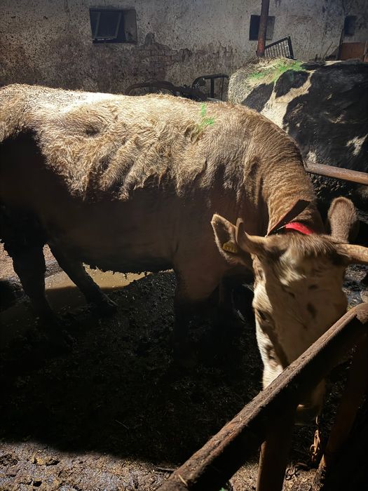 Jałówki wysokocielne termin grudzień/styczeń likwidacja