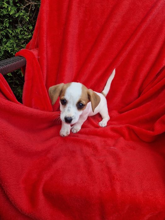 Jack russell terrier aktualne