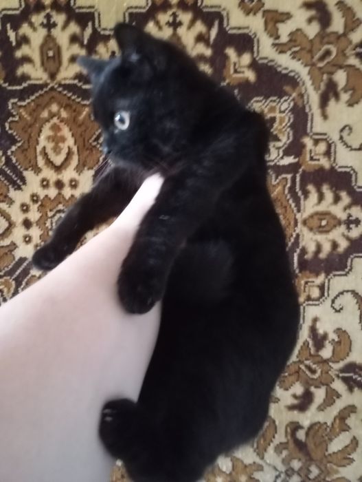 Остався хлопчик скоттиш страйт