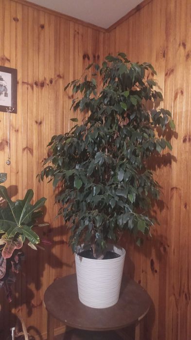 Фікус Бенджаміно