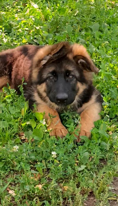 Німецька вівчарка