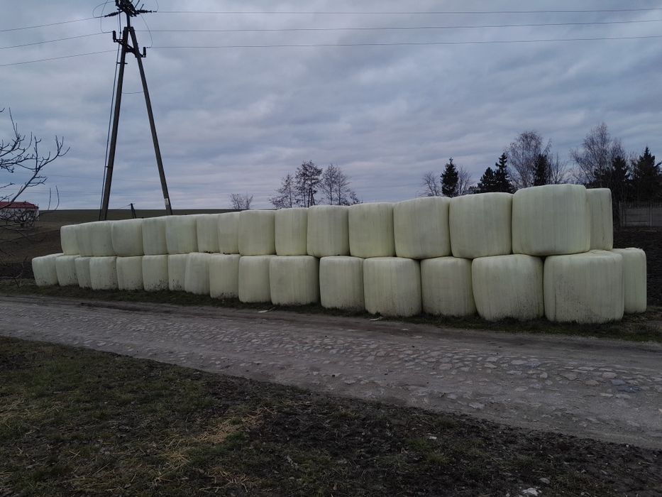 Sianokiszonka siano dla koni bydła