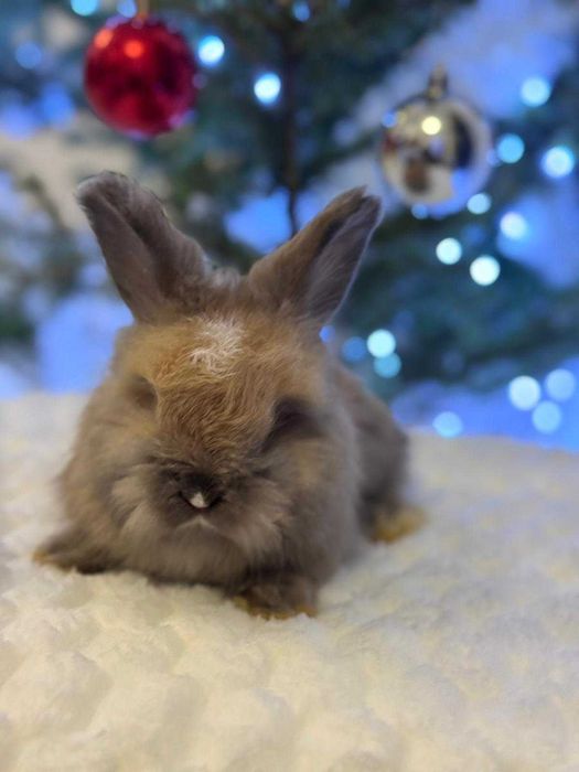 Królik angora angielska YORK