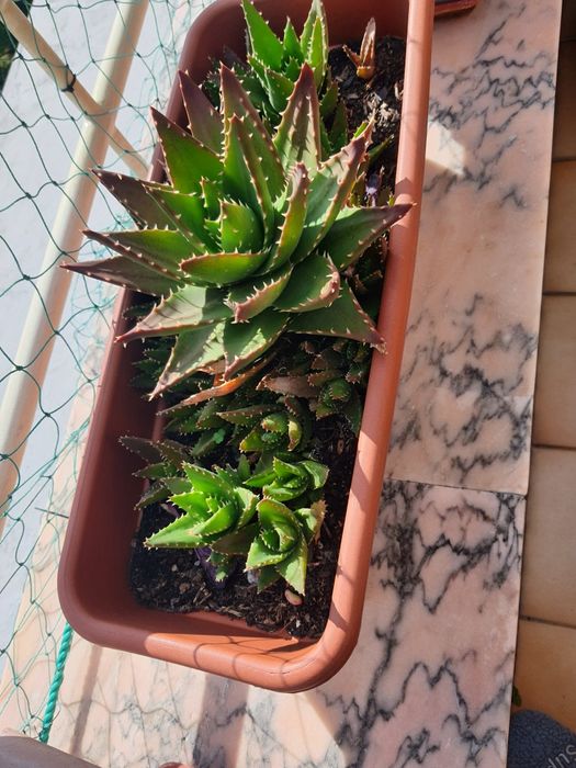 Vasos com suculentas