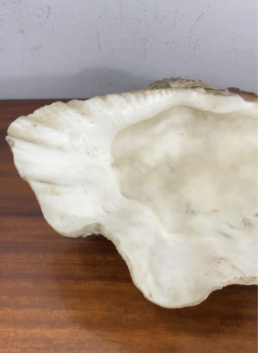 Concha  gigante (Tridacna gigas).