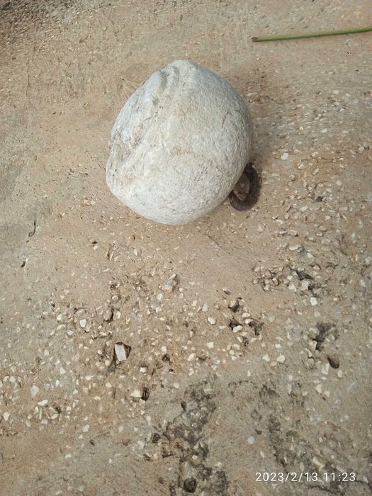 Peso em pedra 1/2 ARROBA